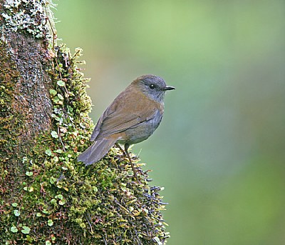 Black- billed Nightingale- Thrush