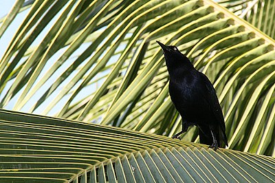 Black bird on palm