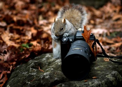 fluffy photographer