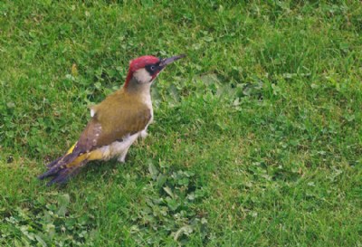 green woodpecker