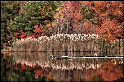 Reflecting Fall