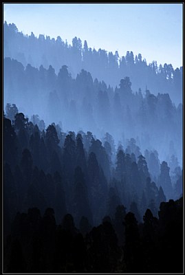 Sequoia Grove