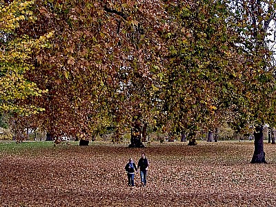 Walk on leaves