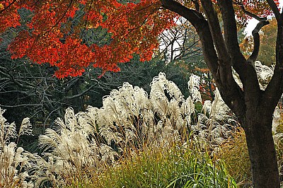 Sheltering the grasses