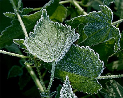 stinging nettle - frosted