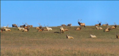 Field of Elk