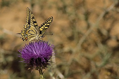 SWALLOW TAIL