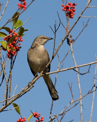 Northern Mockingbird 