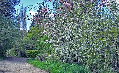 Path & Floral Trees