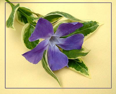 Varigated Vinca