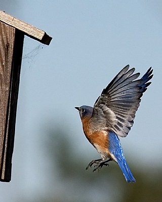 Eastern Bluebirds 2