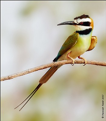 White-throated Bee-eater #2 : Fashion 