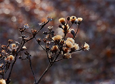 ironweed - winter version