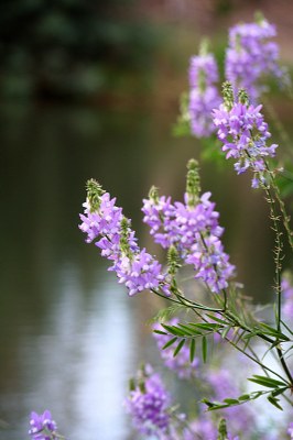 Asomadas al lago...