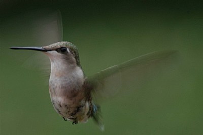 Hummingbird close #1