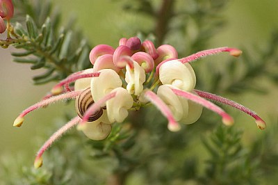 Grevillea lanigera