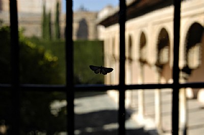 A butterfly in the Alhambra