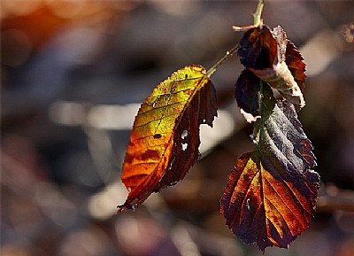 blackberry leaves - backlit