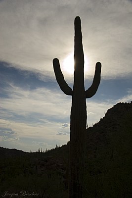 Saguaro cacte