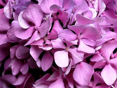 Hydrangea