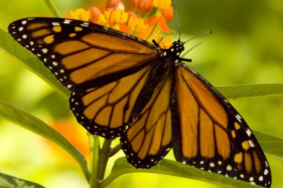 Monarch I