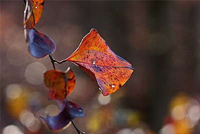 greebrier leaf - red condition