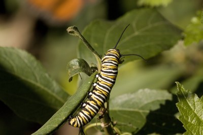 Caterpillar I