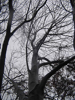 tree...