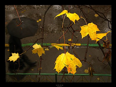 Umbrella