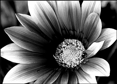 Flora in B&W