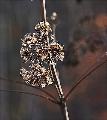ironweed - winter version