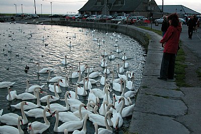 Swans