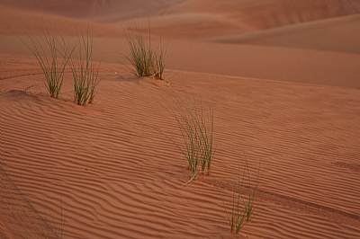 Life in desert