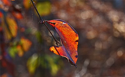 greenbrier leaf - red mode