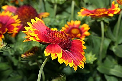 Gaillardia " Arizona"