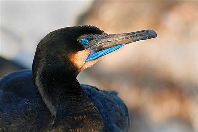 Cormorant