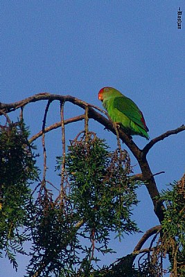 Sri Lanka Hanging Parrot