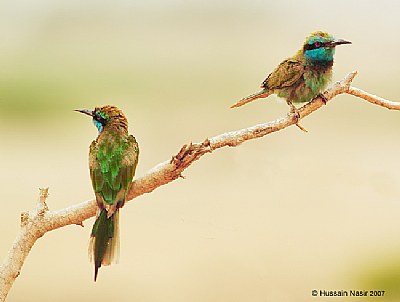 2 Bee Eaters
