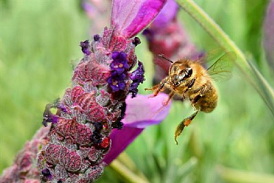 Bee in Flight