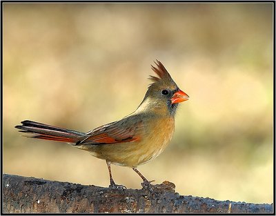 Female Cardinal