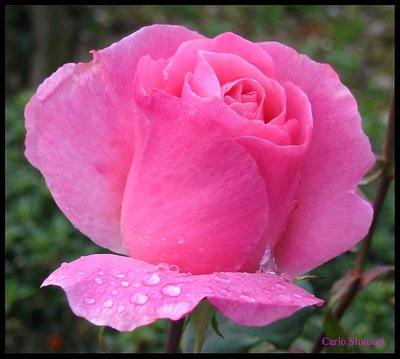 Pink Rose