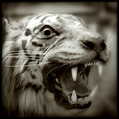 Tiger portrait