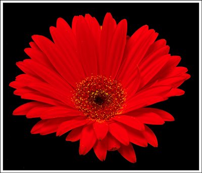 Gerbera