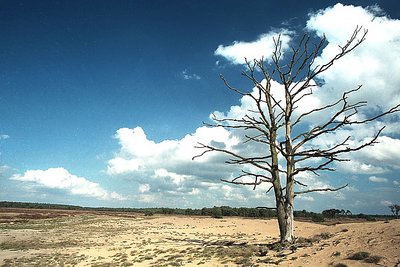 Dead Tree