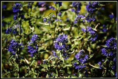 Lavenders blue