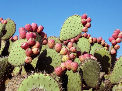 Nopales