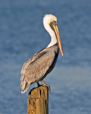 Brown Pelican