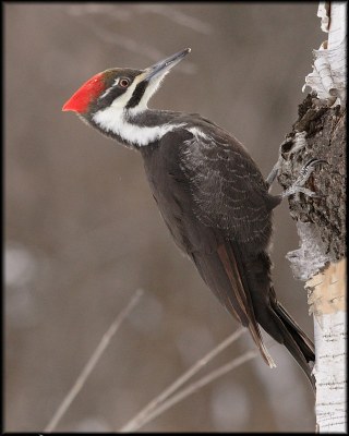 Pileated Woodpecker (female)