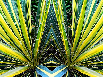 Patterns in Agave