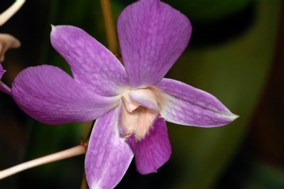 Purple Orchid